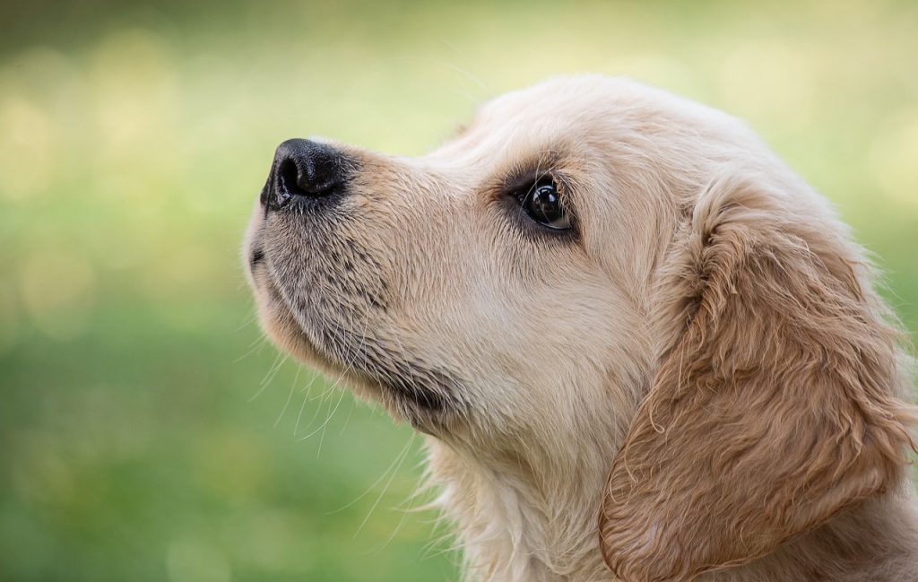 Dog Poop Pickup in Clawson