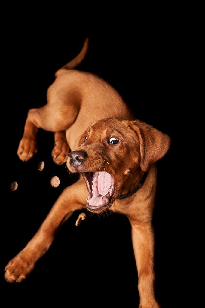Dog Poop Pickup in Clawson